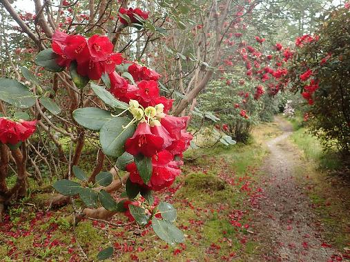 Crarae Garden