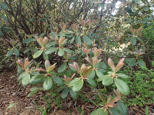 Dundee Botanic Garden