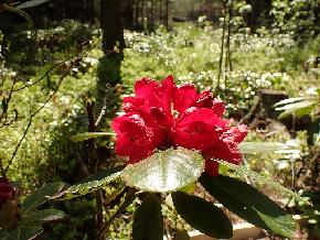 P5291785_ElsThoms-01_Elsie_Maria_x_thomsonii_L007_1024px ElsThoms-01 'Elsie Maria' x thomsonii , 2007-1670 Red flowers. Low growing, 1.2 m in 10 years?