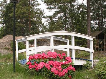 P6099517_Sonatine_sillan_kupeessa Alppiruusu 'Sonatine' kukkii kaarisillan kupeella.<br><br>