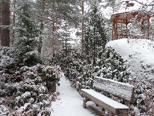 PC081128_Rhodogarden_snow_1024px