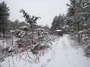 PC081140_Juniperus_Rhodogarden_snow_1024px