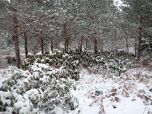 PC081143_Rhodogarden_snow_Rhododendrons_test_field_1024px
