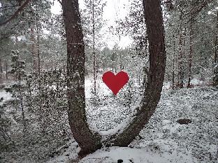 PC081144_Rhodogarden_snow_heart_1024px