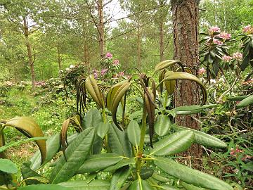 IMG_7093_halla_7.6.2018_1024px You should cut off the damaged shoots. Otherwise you may get distorted leaves. Leikkaa pois vaurioituneet versot. Muuten kasvavista lehdistä voi tulla…