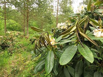 IMG_7094_halla_7.6.2018_1024px You get new good shoots some weeks after you have cut off the damaged shoots. Uutta hyvää kasvua tulee muutama viikko sen jälkeen, kun olet leikannut pois…