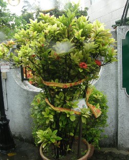 P9134055_Ixora_casei_Super_King_taifuuni-suojattuna A potted Ixora casei 'Super King' had been taped before the typhoon arrived. Ruukussa kasvava Ixora casei 'Super King' oli teipattu ennen taifuunin tuloa.