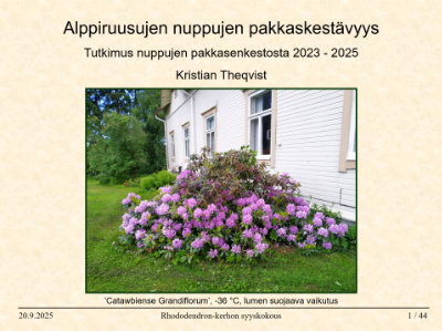 Alppiruusujen nuppujen pakkaskesto