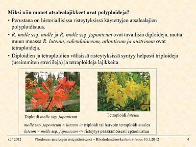 Ploidisuus atsaleojen risteyttämisessä