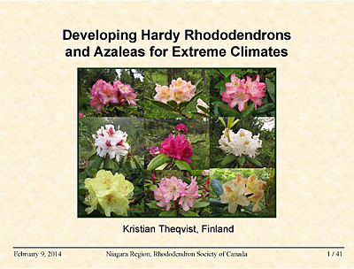 Developing Rhododendrons