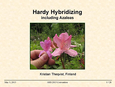 Hardy hybridizing with azaleas