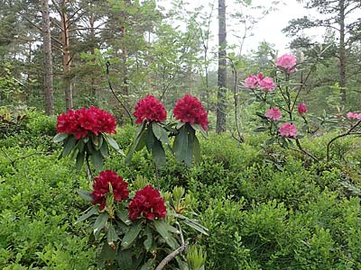 Rhododendron blooming in 2021