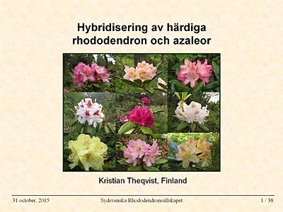 Hybridisering av härdiga rhododendron och azaleor