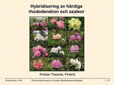 Hybridisering av härdiga rhododendron och azaleor
