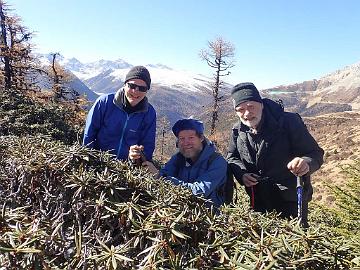 PB091550_1024px Matti H., Hans S., Hans E. and Rhododendron roxeanum var. oreonastes , 4290 m