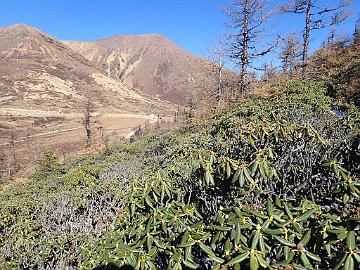 PB091553_1024px Rhododendron aganniphum , 4265 m