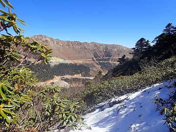 PB101583_1024px Rhododendron aganniphum bushes, 4250 m