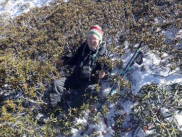 PB101624_1024px Kristian enjoys sitting in snow among Rhododendron proteoides , 4370 m