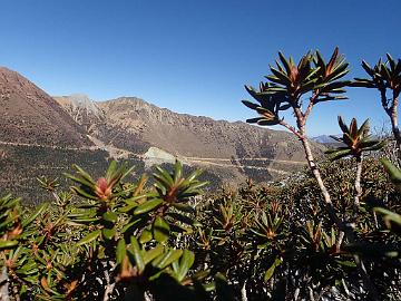 PB101625_1024px Rhododendron proteoides , 4370 m