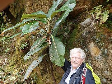 PA310487_1024px Kristian and Rhododendron sinogrande , 2870 m