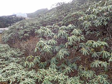 PA280200_1024px Rhododendron cyanocarpum among R. taliense