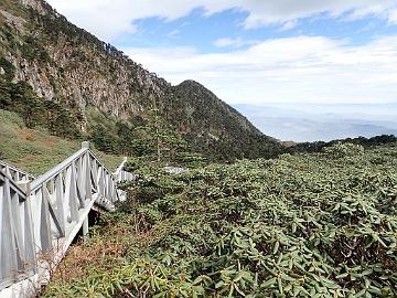 PA280221_1024px Rhododendron taliense along walkway in Cang Shan