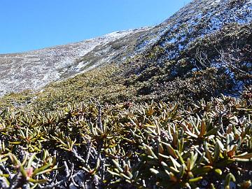 DSC_0621_Sten_1024px Rhododendron proteoides , 4250 m, photo by Sten Nørkjær