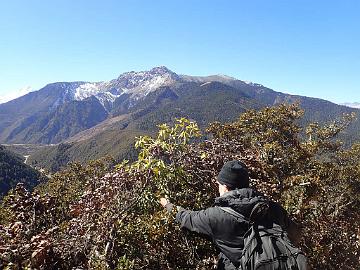 PB081355_1024px Hans E. investigating Rhododendron × chlorops ( wardii × vernicosum ), 3825 m