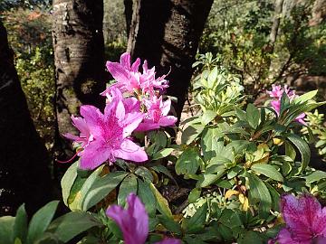 PB162131_1024px Azalea