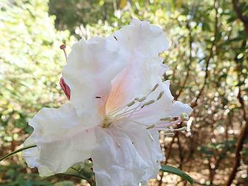 PB162156_1024px Rhododendron ciliicalyx