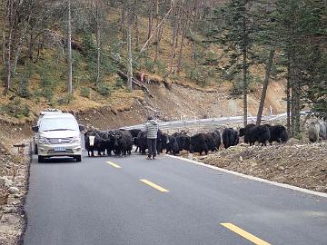 PB040962_1024px Our driver is friendly with the yaks