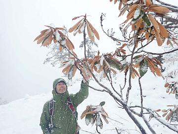 PB051113_1024px Sten N. and Rhododendron rex ssp. fictolacteum , 3600 m