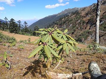 PB020714_1024px Rhododendron beesianum with red buds, 3845 m