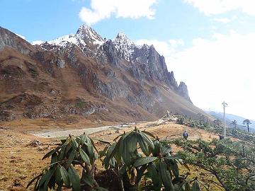 PB020769_1024px Peacock pass, Rhododendron beesianum in front, 3900 m