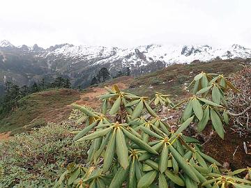 PB030892_1024px Rhododendron beesianum , 3980 m