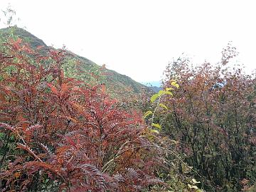 PA300317_1024px Sorbus sp., 3150 m