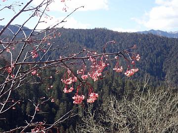 PB131973_1024px Sorbus sp., 3610 m