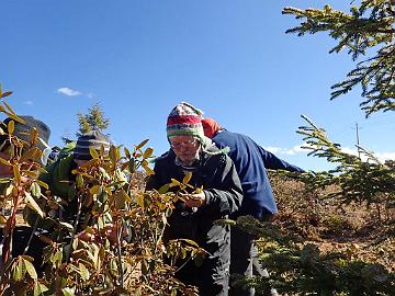 PB141677_looking_at_scales_photo_by_Matti Identifying a Rhododendron by looking at the scales on the underside of the leaves. Photo by Matti Huotari.