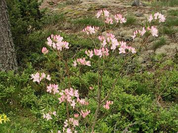 P6126058_vaseyi R. vaseyi blooms mid June. Vaccinium myrtillus and Trientalis europaea are original ground cover plants.