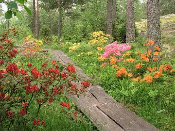 P6236460_atsaleat_7 In front 'Royal Command' and on right very hardy Minnesota azaleas 'Mandarin Lights', 'Rosy Lights' and 'Golden Lights'.