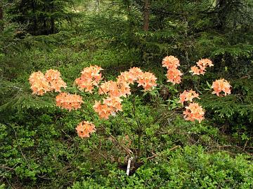 P6045847_Spicy_Lights_mod 'Spicy Lights' oli kevään 2005 hankintojani Gullmarsfjordenin taimistolta Rhodo-kerhon yhteisostoon osallistumalla. Atsalean kukat ovat pienet, mutta niiden...