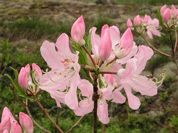 P6126062_vaseyi_kukat Perhosatsalean, R. vaseyi kukat ovat kauniin vaaleanpunaiset. Tässä kuvassa osa nupuista on vielä avautumatta.
