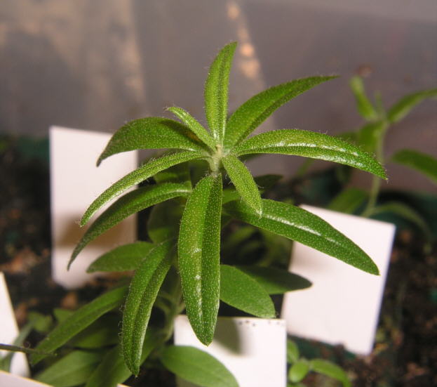 tomentosum x 'Flämingperle'