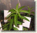 R. tomentosum x R. hippophaeoides hybrid 'Flämingperle' plant ID #04
Nice leaves inherited  from pollen given 'Flämingperle'