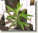 R. tomentosum x R. hippophaeoides hybrid 'Flämingperle' plant ID #16
Nice leaves inherited  from pollen given 'Flämingperle'