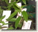 R. tomentosum x R. hippophaeoides hybrid 'Flämingperle' plant ID #01
Nice leaves inherited  from pollen given 'Flämingperle'