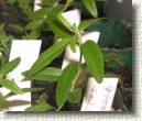 R. tomentosum x R. hippophaeoides hybrid 'Flmingperle' plant ID #01
Nice leaves inherited  from pollen given 'Flmingperle'