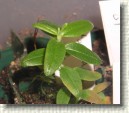 R. tomentosum x R. fastigiatum plant ID #01
Leaves have features from both species