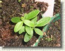 R. tomentosum x R. fastigiatum plant ID #13
Leaves seem to be inherited  from pollen given R. fastigiatum