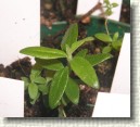 R. tomentosum x R. fastigiatum plant ID #04
Leaves look like a mix between both species